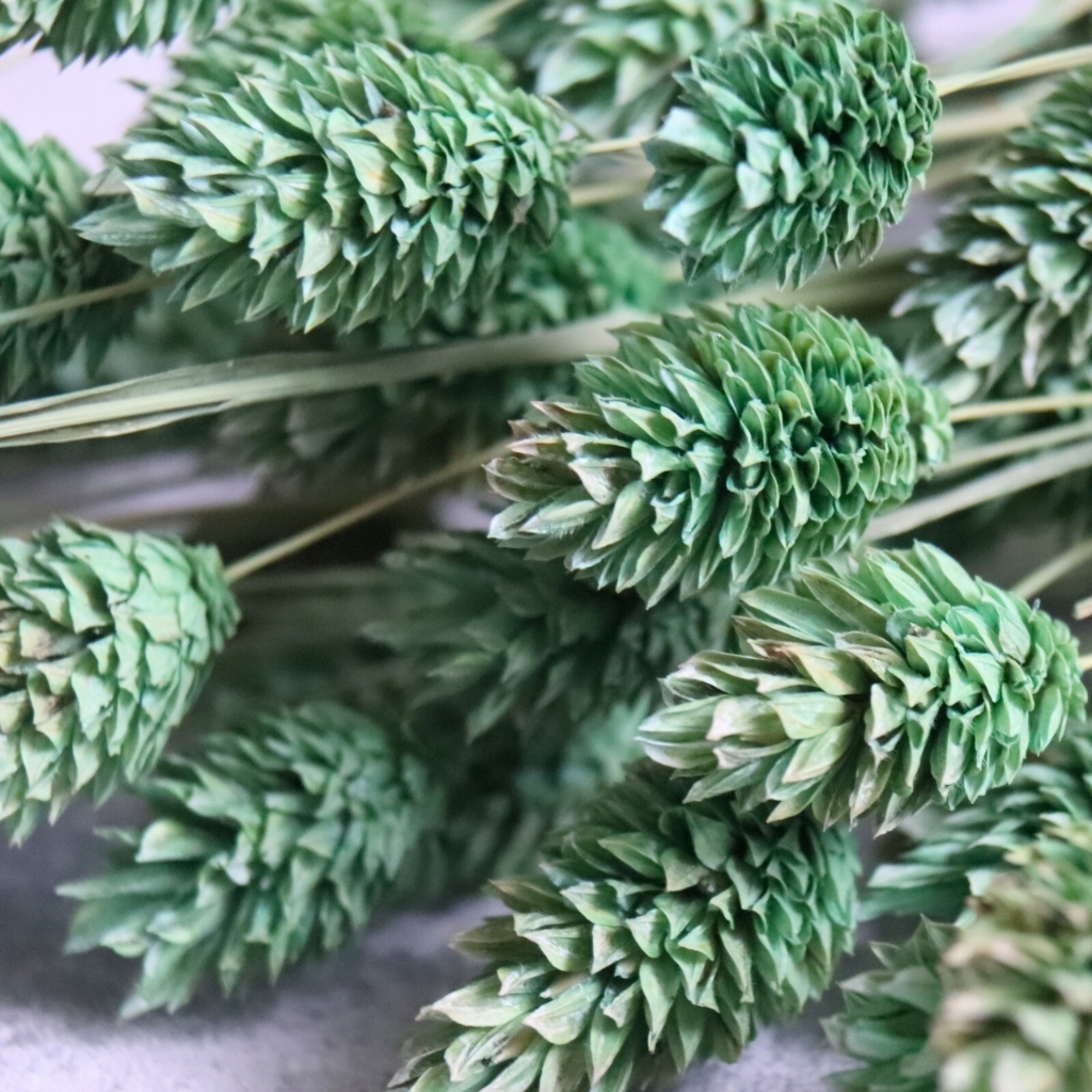 Phalaris sušený – trávově zelená, detail klásků